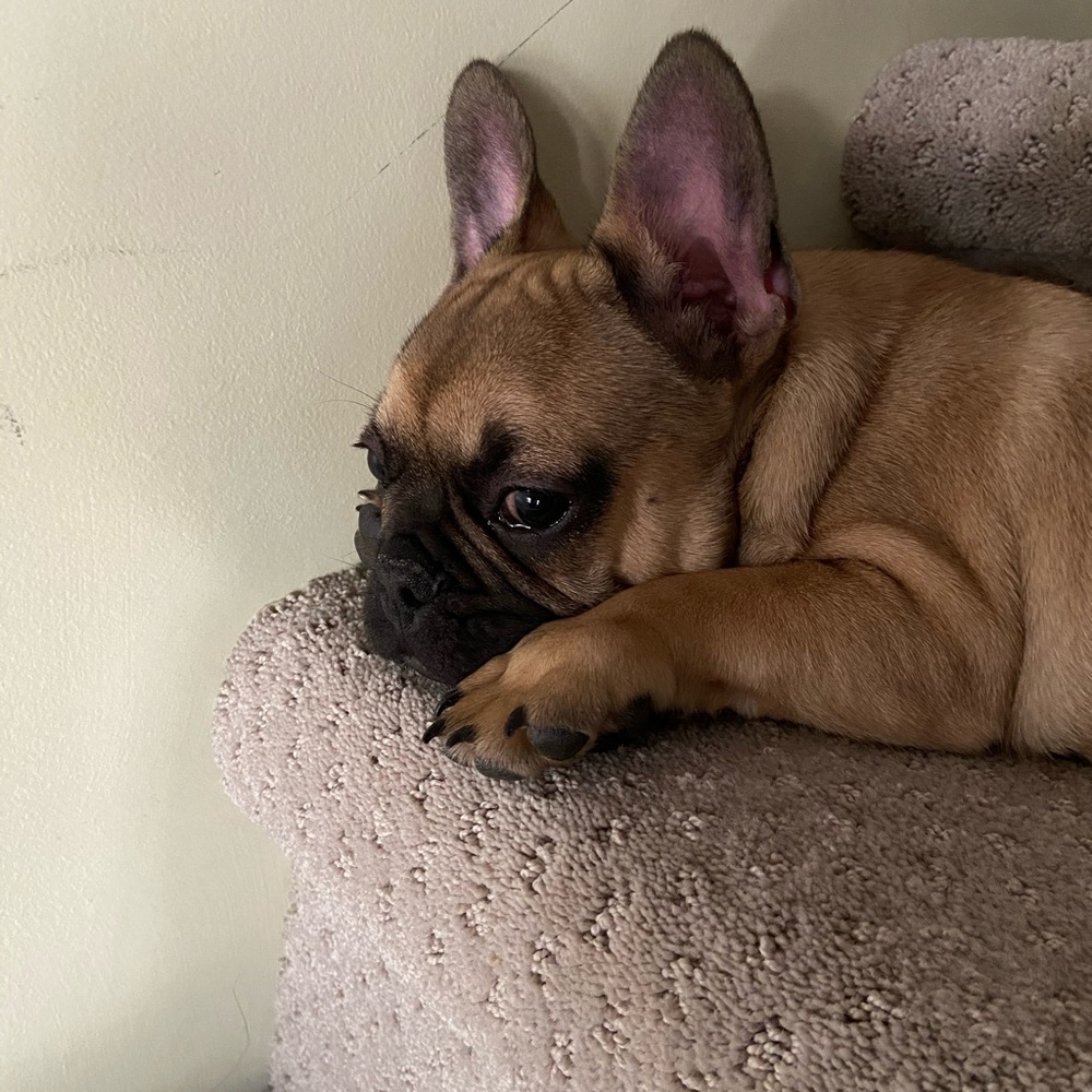 Meet your Posher, Abby